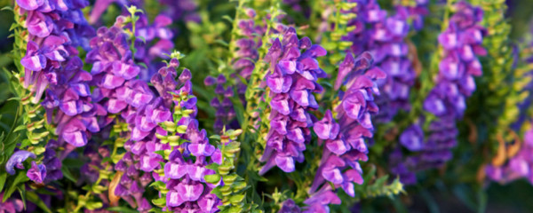 scutellaria_baicalensis_matiere_premiere_fleur_scutellaria_baicalensis-bandeau