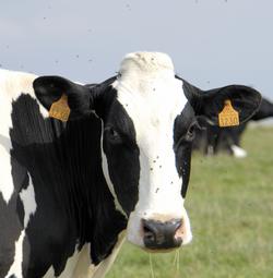 cows-ruminants